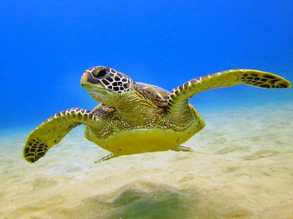 Beautiful Ocean And Diamond Head Views With Parking Lejlighed Honolulu Eksteriør billede